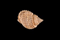 藏品(織紋螺)的圖片